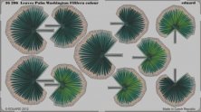 1/35 Leaves Palm Washington Filifera colour