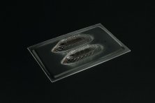 1/144 Vacu Canopy P-47D Razorback