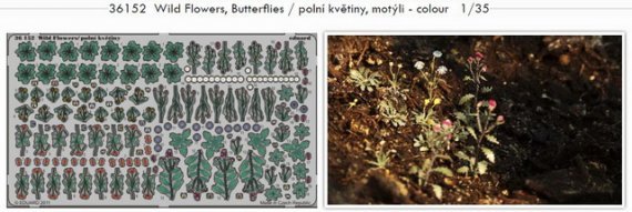 1/35 Wild Flowers, Butterflies