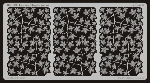 Leaves Maple / Javor
