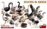 MiniArt Canards et Oies 1/35 - 33 pi�ces
