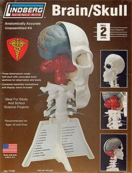 Brain/Skull Half