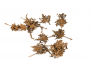 maple dead leaves image 1