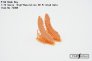 FabScale Studio Soute � Bombes P-8A Poseidon 1/72 image 4
