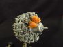 1/32 Pratt & Whitney R-2800 image 7