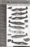 1/72 Lockheed Venturas in Canada: featuring US, RAF, and RCAF