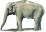 1/48 Asian Elephant