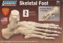 1/1 Skeletal Foot