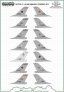 1/72 Dutch F-16 Squadrons generic set